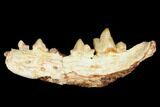 Fossil Bear Dog (Cynodictis) Jaw Section - Occitanie, France #181281-1